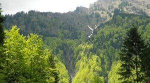 PGF Foresta Avedrugno