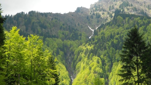 PGF Foresta Avedrugno