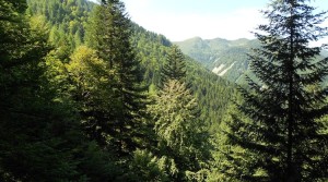 PGF Amministrazione Frazionale di Pesariis