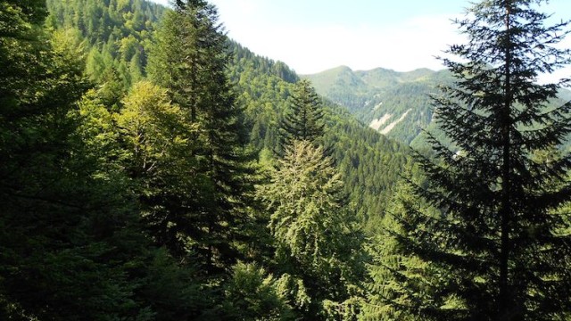 PGF Amministrazione Frazionale di Pesariis