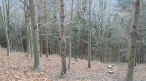 Attività di forestazione Attività di forestazione