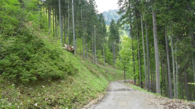 Strada forestale Avedrugno