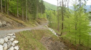 Strada forestale Destra Tagliamento – Grasia – Costa Piana