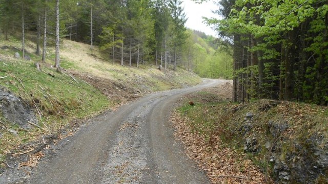 Strada forestale Peli